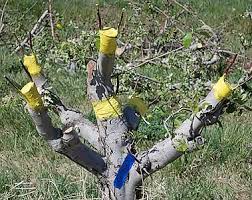 tree that's been grafted