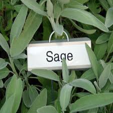 healthy sage plant