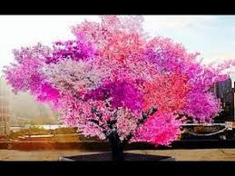tree with 40 different varieties of fruit on it.