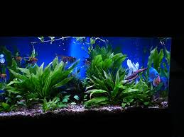 another example of a fish tank