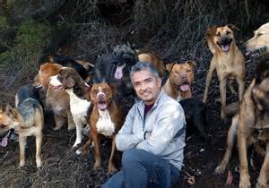 Cesar and His Pack